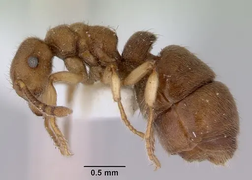 Heteroponera brounii - CASENT0172108