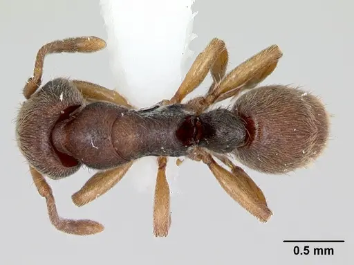 Heteroponera brounii - CASENT0172939