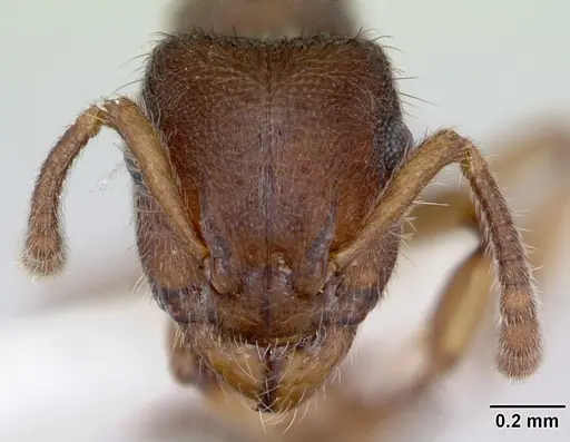 Heteroponera brounii - CASENT0172939