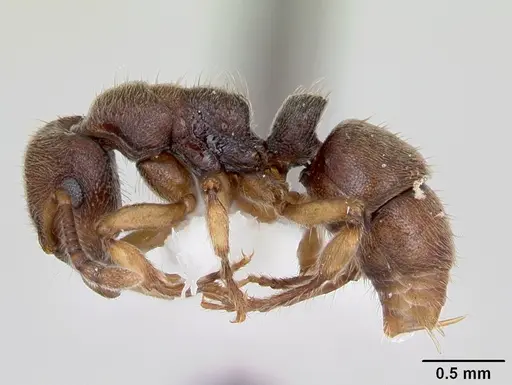 Heteroponera brounii - CASENT0172939