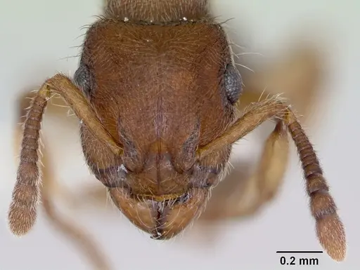 Heteroponera brounii - CASENT0172957