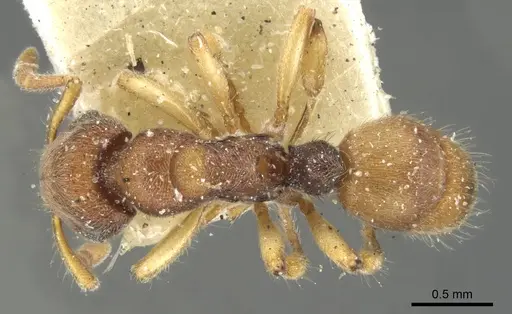 Heteroponera brounii - CASENT0902411