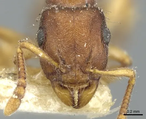 Heteroponera brounii - CASENT0902411