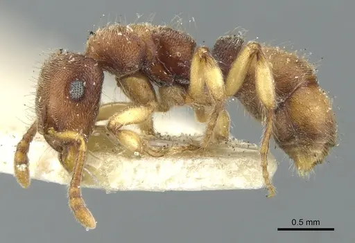 Heteroponera brounii - CASENT0902411