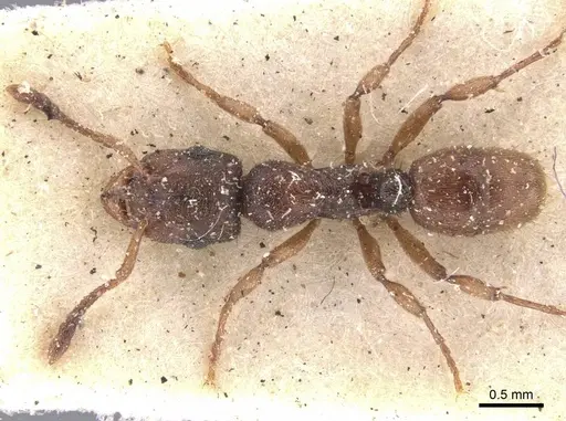 Heteroponera brounii - CASENT0907131