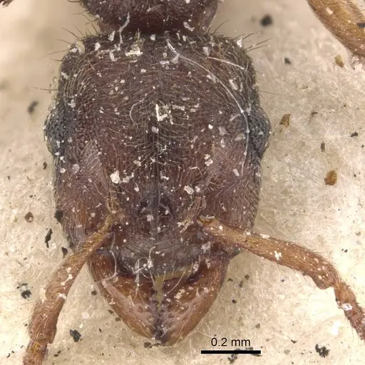 Heteroponera brounii - CASENT0907131