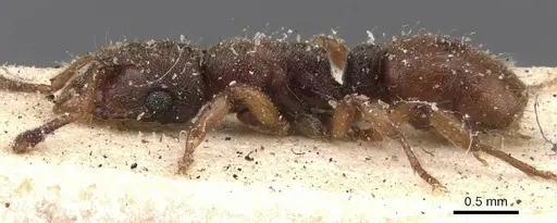 Heteroponera brounii - CASENT0907131