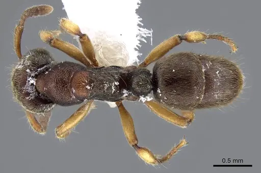 Heteroponera brounii - CASENT0922016