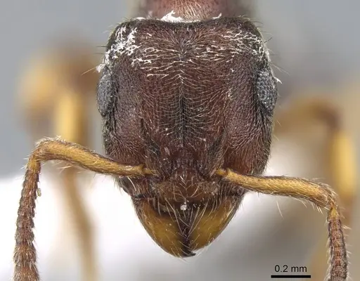 Heteroponera brounii - CASENT0922016