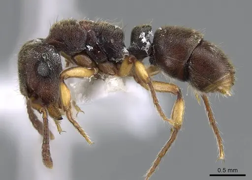 Heteroponera brounii - CASENT0922016