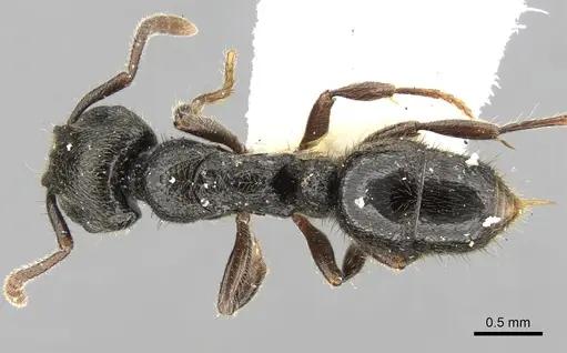 Heteroponera carinifrons specimen