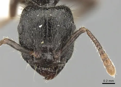 Heteroponera carinifrons specimen