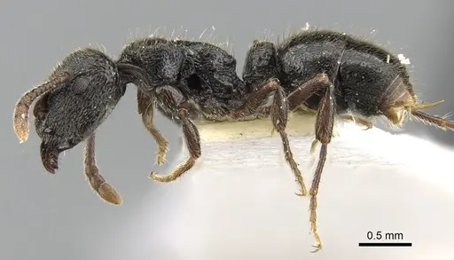 Heteroponera carinifrons specimen