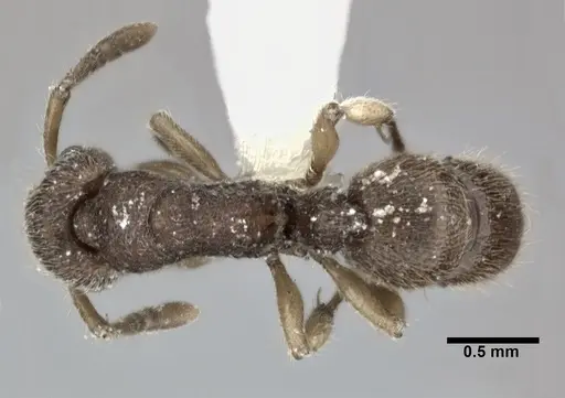 Heteroponera dentinodis specimen