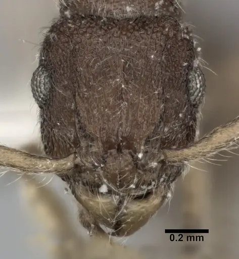 Heteroponera dentinodis specimen