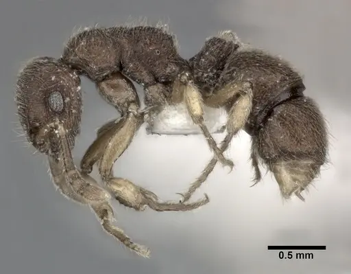 Heteroponera dentinodis specimen