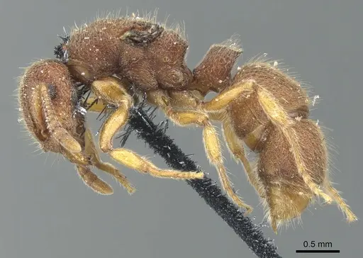 Heteroponera dentinodis - CASENT0902408