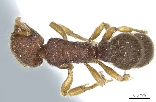 Heteroponera dentinodis - CASENT0915931