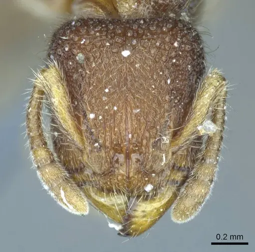 Heteroponera dentinodis - CASENT0915931