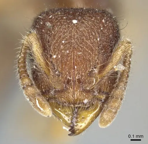 Heteroponera dentinodis - CASENT0915931