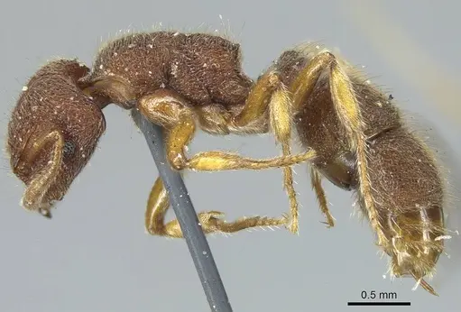 Heteroponera dentinodis - CASENT0915931