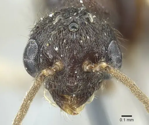 Heteroponera dentinodis - CASENT0915975