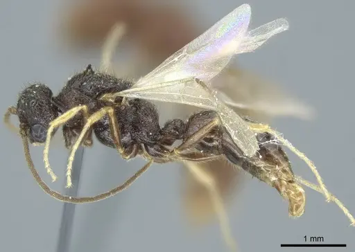 Heteroponera dentinodis - CASENT0915975