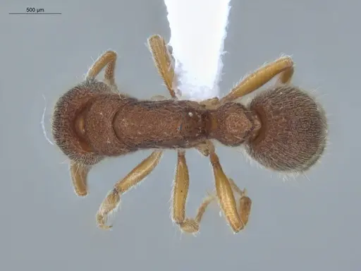 Heteroponera dentinodis - ECOFOG-HC-0015