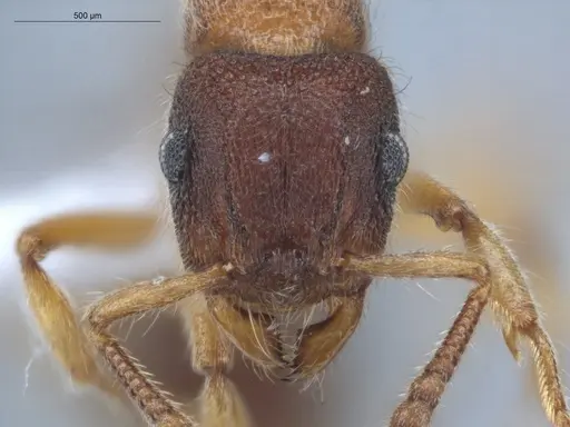 Heteroponera dentinodis - ECOFOG-HC-0015