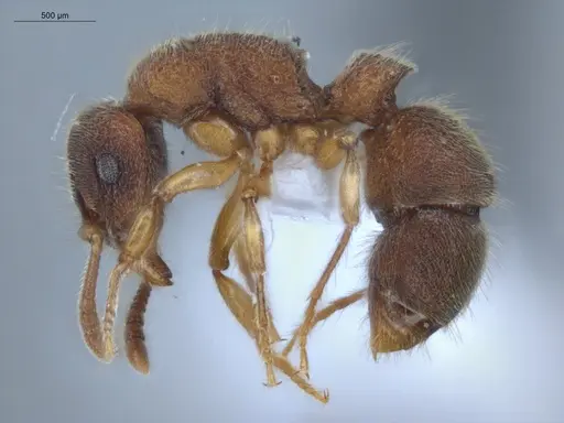 Heteroponera dentinodis - ECOFOG-HC-0015