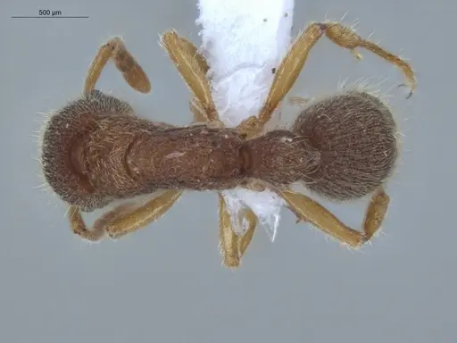 Heteroponera dentinodis - ECOFOG-IT14-0059-68