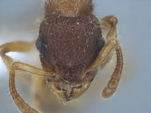 Heteroponera dentinodis - ECOFOG-IT14-0059-68