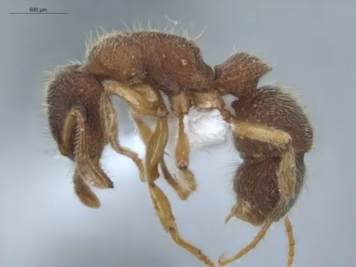 Heteroponera dentinodis - ECOFOG-IT14-0059-68