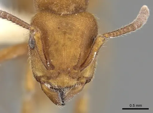 Heteroponera dolo specimen