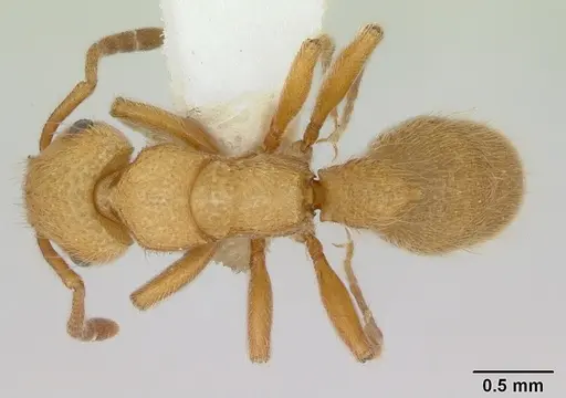 Heteroponera flava specimen