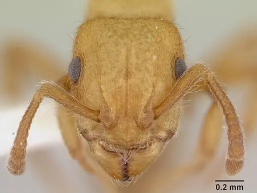 Heteroponera flava specimen