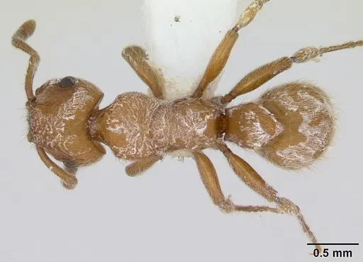 Heteroponera flava - CASENT0173542