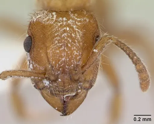 Heteroponera flava - CASENT0173542