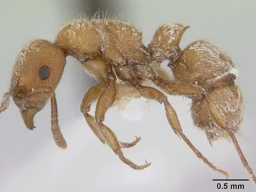 Heteroponera flava - CASENT0173542