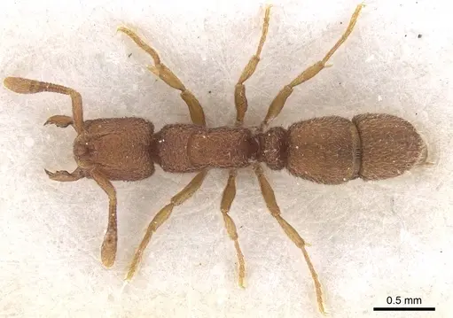 Heteroponera georgesi specimen