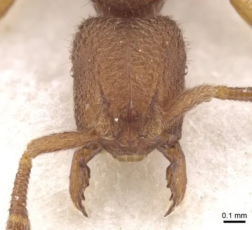 Heteroponera georgesi specimen