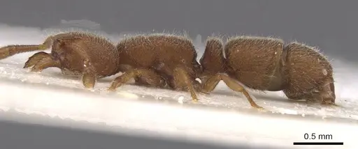 Heteroponera georgesi specimen