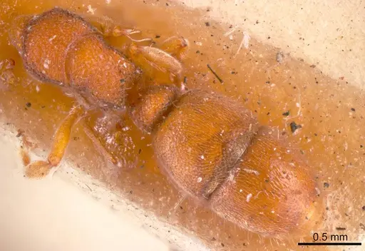 Heteroponera imbellis specimen