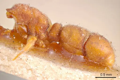 Heteroponera imbellis specimen