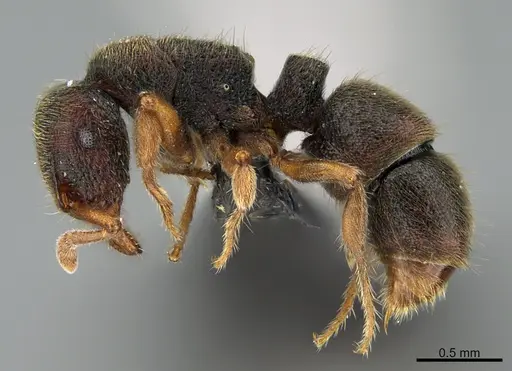 Heteroponera imbellis - CASENT0118074