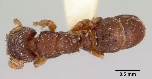 Heteroponera imbellis - CASENT0172106