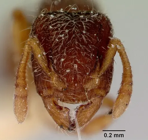 Heteroponera imbellis - CASENT0172106