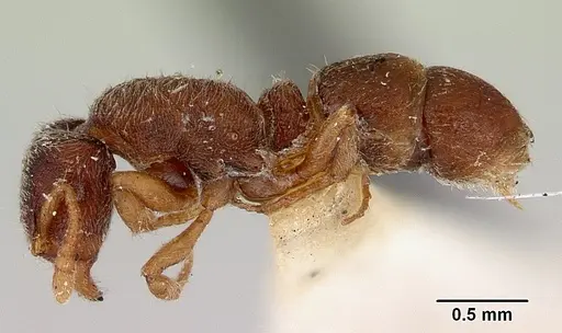 Heteroponera imbellis - CASENT0172106