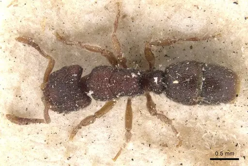 Heteroponera imbellis - CASENT0907134