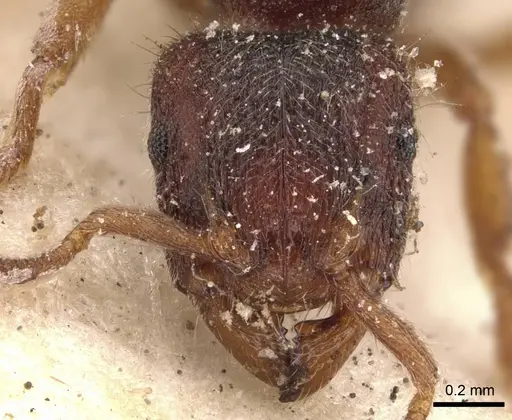 Heteroponera imbellis - CASENT0907134